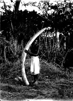 Défense d'éléphant, une des sources de la fortune d'Oscar