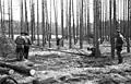 Bucherons en Allemagne en 1948.