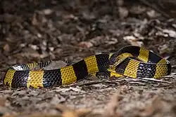 Bongare fascié ou bongare annelé