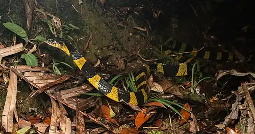 Un bongare fascié dans la forêt à Hongkong.