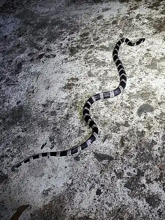 Description de l'image Bungarus slowinskii 01.jpg.