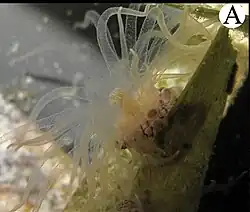 Bunodeopsis antilliensis