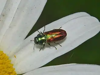 Description de cette image, également commentée ci-après