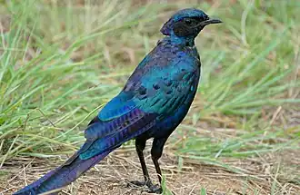 Description de l'image Burchell's Starling (Lamprotornis australis) (16394703987).jpg.
