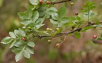Bursera penicillata, fruits & feuilles.