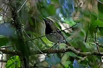 Description de cette image, également commentée ci-après