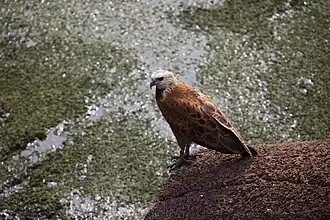 Description de cette image, également commentée ci-après