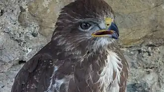 Buse variable (depuis le 21 mai 1992)
