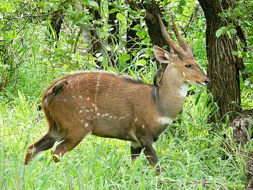 Un Guib harnaché avec des Piquebœufs à bec rouge à l’est du camp de Shingwedzi&nbsp;(en).