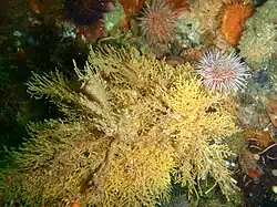 Un Eudendrium et un oursin à False Bay.