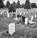 Décoration d'une tombe au cimetière d'Arlington, dans la section réservée aux soldats noirs, mai 1943.
