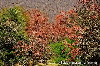 Flamme de la forêt Butea monosperma en pleine floraison, au Rajasthan, en Inde.
