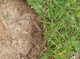 Description de l'image Buthus elmoutaouakili 14955881.jpg.