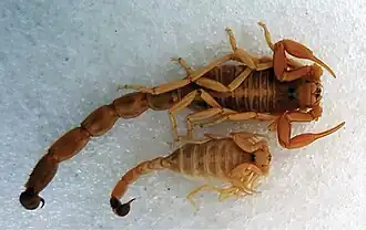 Description de l'image Buthus nigrovesiculosus (10.3897-zookeys.686.12206) Figure 14.jpg.