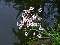 Fleurs de Jonc fleuri.