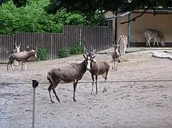 Blesboks et zèbres dans un zoo en République tchèque