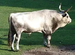 Image illustrative de l’article Bœuf gris de Hongrie