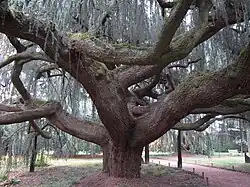 Tronc du 'Glauca Pendula', en 2012
