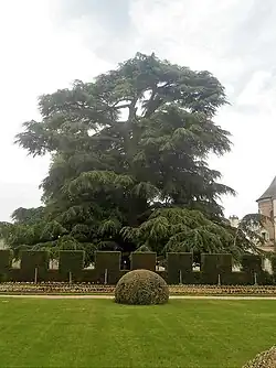 Cèdre du musée des Beaux-Arts à Tours.