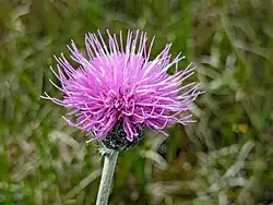 Fleur de Cirse d'Angleterre.