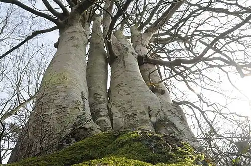 Cépée de hêtres Forêt domaniale de Desvres