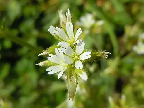 Les sépales sont poilus jusqu'à leur extrémité