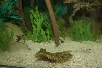 Description de l'image C-O sole (Pleuronichthys coenosus) (3149760304).jpg.