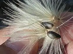 Akènes de Cardunculus scolymus, « variété blanc de Tudela ».