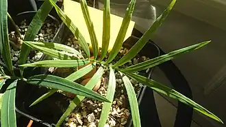 Description de l'image C.zambalensis.jpg.