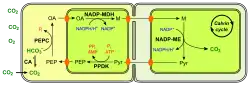 (en) Fixation du carbone en C4 à NADP-ME.&nbsp; - CA : anhydrase carbonique ;&nbsp; - PEP : phosphoénolpyruvate ;&nbsp; - PEPC : phosphoénolpyruvate carboxylase ;&nbsp; - OA : oxaloacétate ;&nbsp; - NADP-MDH : malate déshydrogénase à NADP+ ;&nbsp; - M : malate ;&nbsp; - NADP-ME : enzyme malique à NADP ;&nbsp; - Pyr : pyruvate.Les chloroplastes sont représentés de couleur vert vif.
