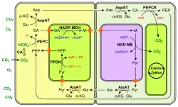 (en) Fixation du carbone en C4 à PEPCK.&nbsp; - CA : anhydrase carbonique ;&nbsp; - PEP : phosphoénolpyruvate ;&nbsp; - PEPC : phosphoénolpyruvate carboxylase ;&nbsp; - OA : oxaloacétate ;&nbsp; - Glu : Glu ;&nbsp; - AspAT : aspartate aminotransférase ;&nbsp; - PEPCK : phosphoénolpyruvate carboxykinase&nbsp; - α-KG : α-cétoglutarate ;&nbsp; - Asp : aspartte ;&nbsp; - NADP-MDH : malate déshydrogénase à NADP+ ;&nbsp; - M : malate ;&nbsp; - NAD-ME : enzyme malique à NAD ;&nbsp; - Pyr : pyruvate ;&nbsp; - AlaAT : alanine aminotransférase ;&nbsp; - Ala : alanine ;&nbsp; - PPDK : pyruvate phosphate dikinase.Les enzymes à NAD — ici la NAD-ME — se trouvent dans les mitochondries, représentées de couleur violacée.