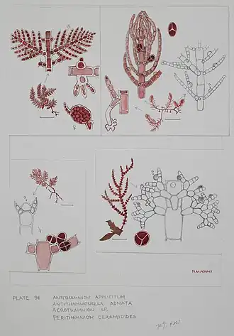 Description de l'image CA0008920010015 Watercolour illustration of Ceramiales seaweed specimens Plate 91 from Seaweeds of New Zealand Te Papa 791297 172889.jpg.