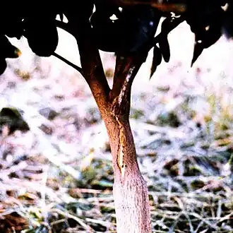 Description de cette image, également commentée ci-après