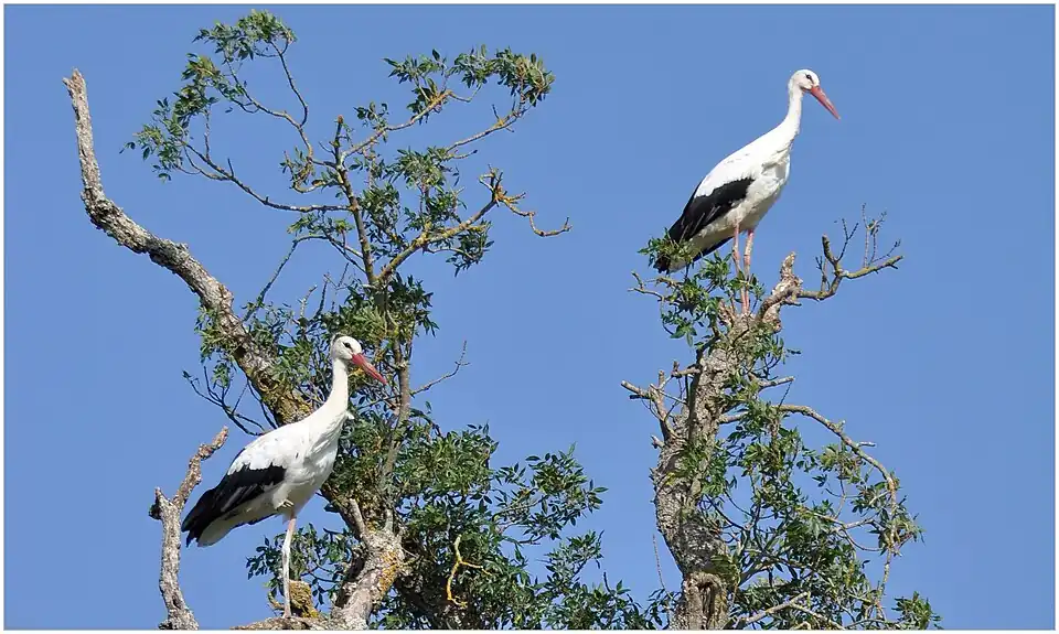 Vues sur les bords du Goulet, deux cigognes blanches se sont installées près d'un plan d'eau.