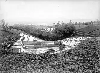 Rizières et champs de manioc. Tropenmuseum