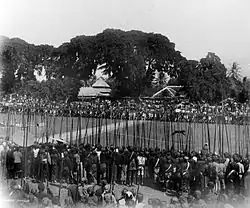 Un tigre entouré de piquiers court dans le cercle