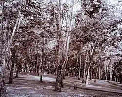 Photo en noir et blanc d'une plantation d'hévéa