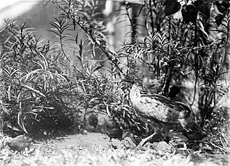 Description de cette image, également commentée ci-après