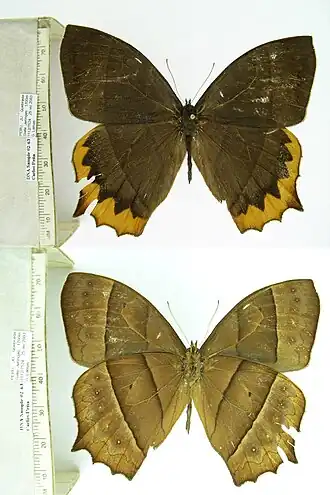 Description de l'image CP02-63 Taygetis chrysogone (3430433319).jpg.