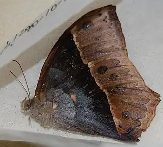 Description de l'image CP24-03 Taygetis inambari (5207253448).jpg.