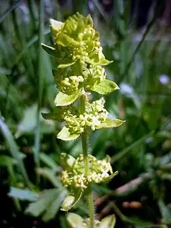 Gaillet croisette (Cruciata laevipes)