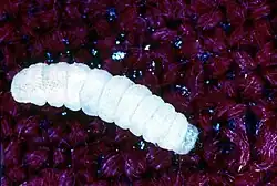 Ver du livre (Tineola bisselliella).