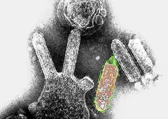 Description de cette image, également commentée ci-après