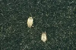 Pou du livre (Phthiraptera).