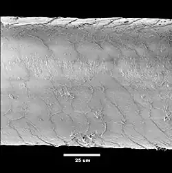 La même fibre au microscope électronique (2008)