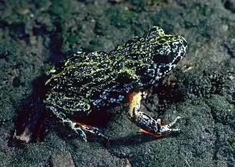 Description de l'image CSIRO ScienceImage 7816 Southern Toadlet.jpg.