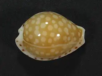 Cribrarula gaskoini.