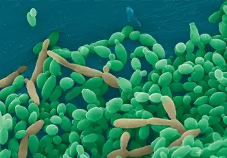 Description de l'image C tropicalis YC466.png.