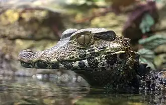 Gros plan sur la tête d'un caïman sortant de l'eau