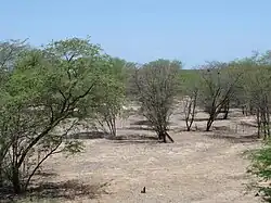 Paysage désertique hormis quelques arbres